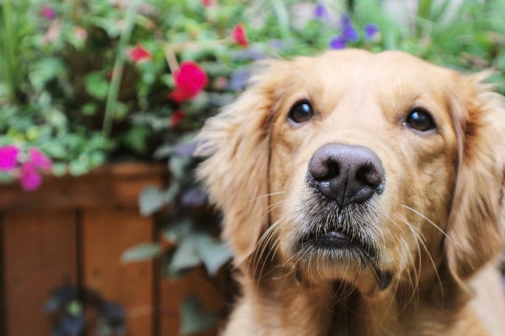 Will my Golden Retriever defend me