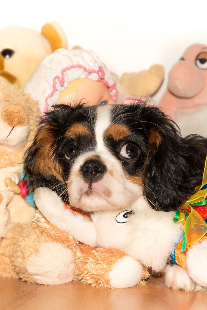 Tri Cavalier King Charles Spaniel Pup