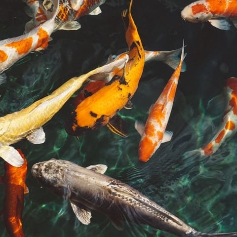 The Fascinating World of Koi Fish