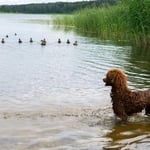 Are Poodles Hunting Dogs