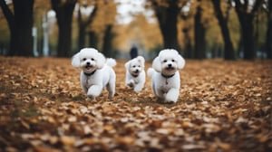 Bichon Frise Hypoallergenic