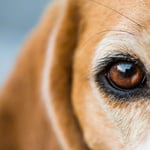 Beagle Breed Information