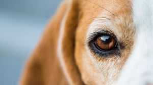 Beagle Breed Information
