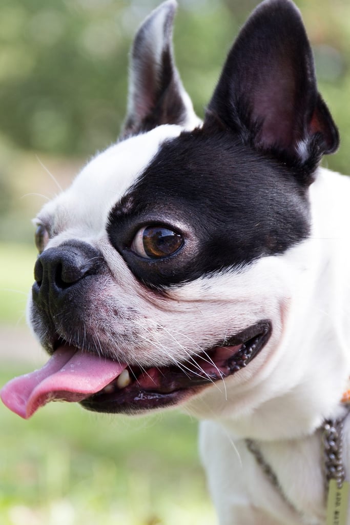 Boston Terrier Lover