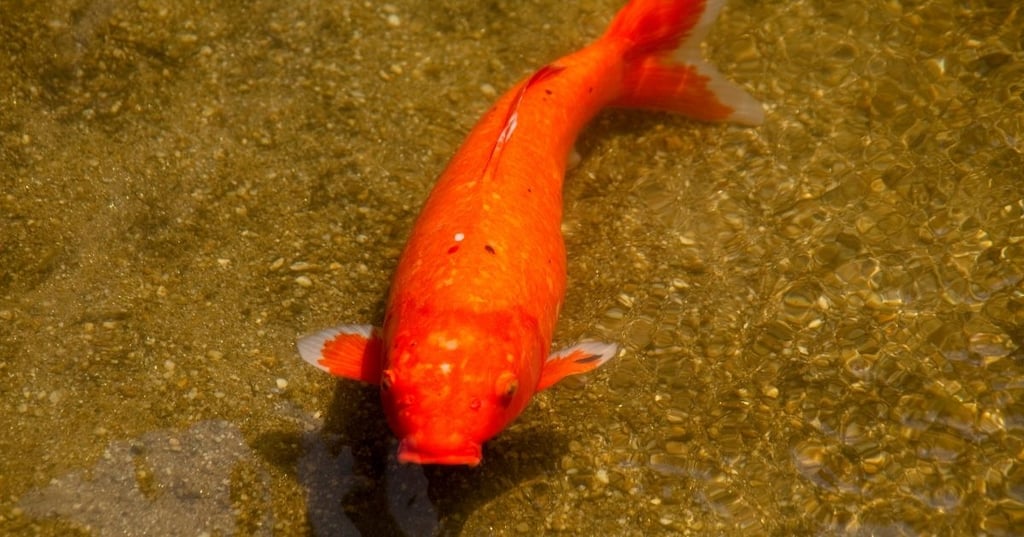 How to Save Money When Creating and Maintaining a Koi Pond