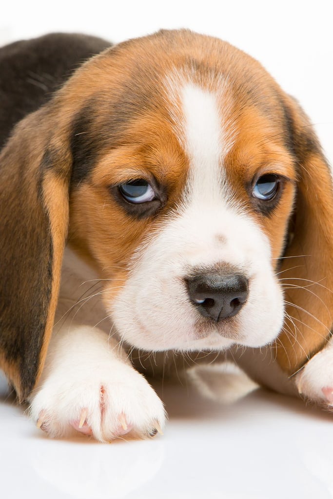 Funny Beagle Puppies