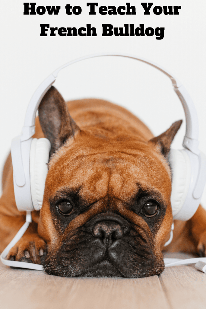 How to Teach Your French Bulldog