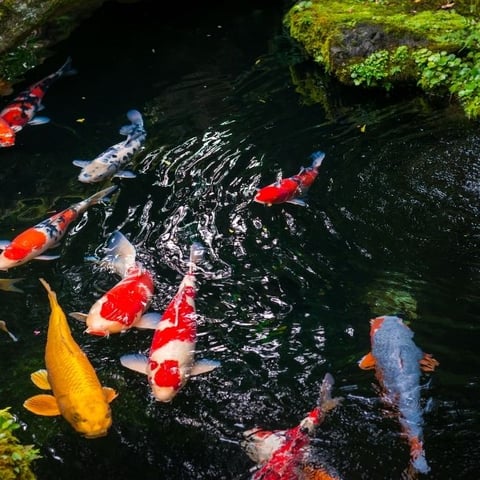 Is a Koi Pond Worth the Investment