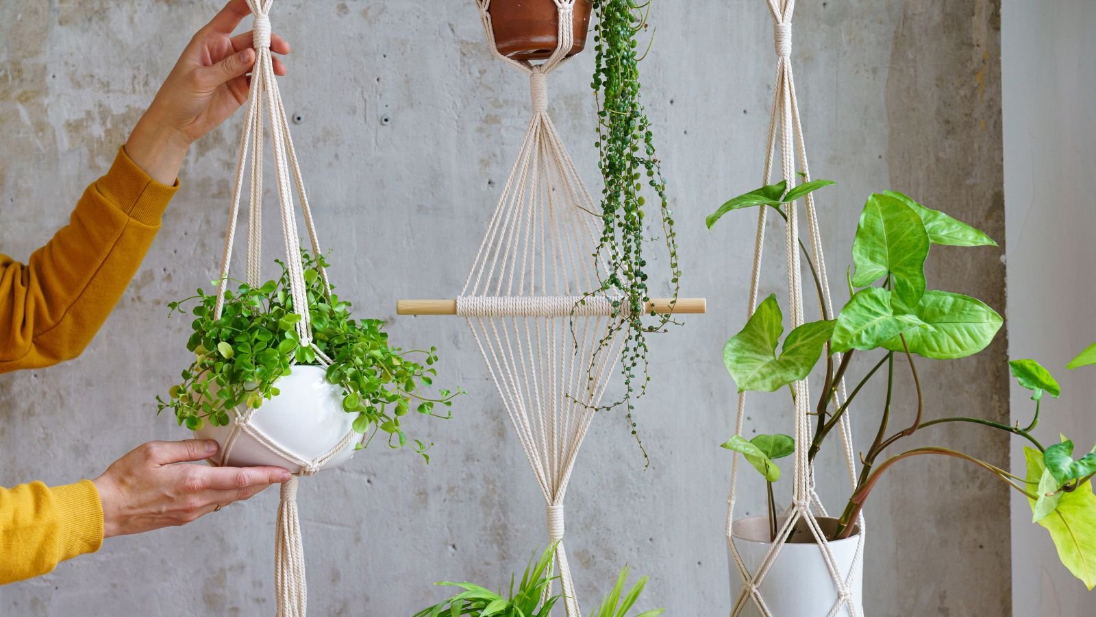 Expert tips for keeping your plants healthy
