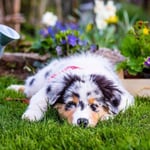 Can Australian Shepherds Be Left Alone