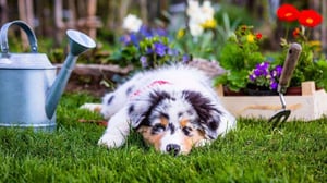 Can Australian Shepherds Be Left Alone