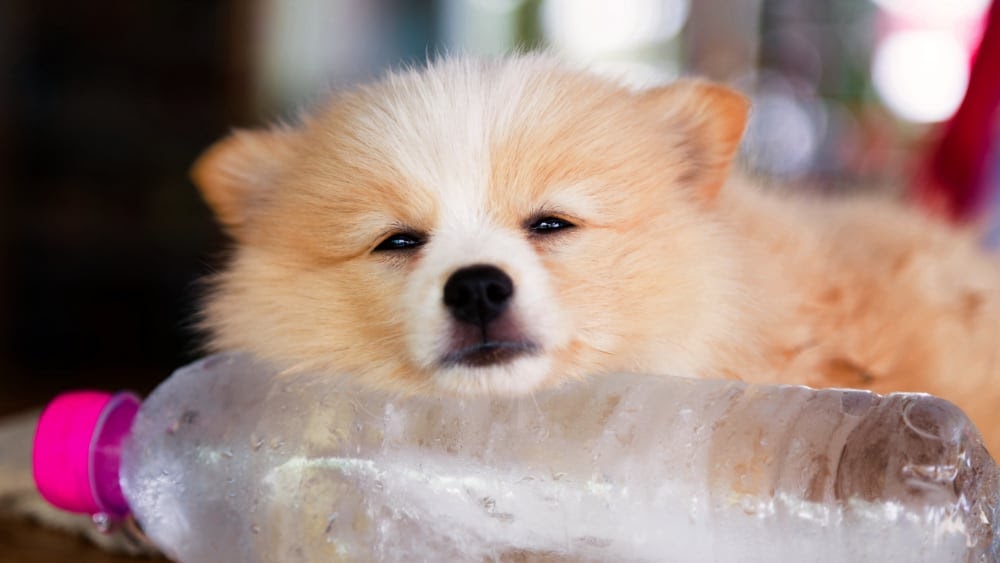 Sleepy Pomeranian Puppy on Bottle