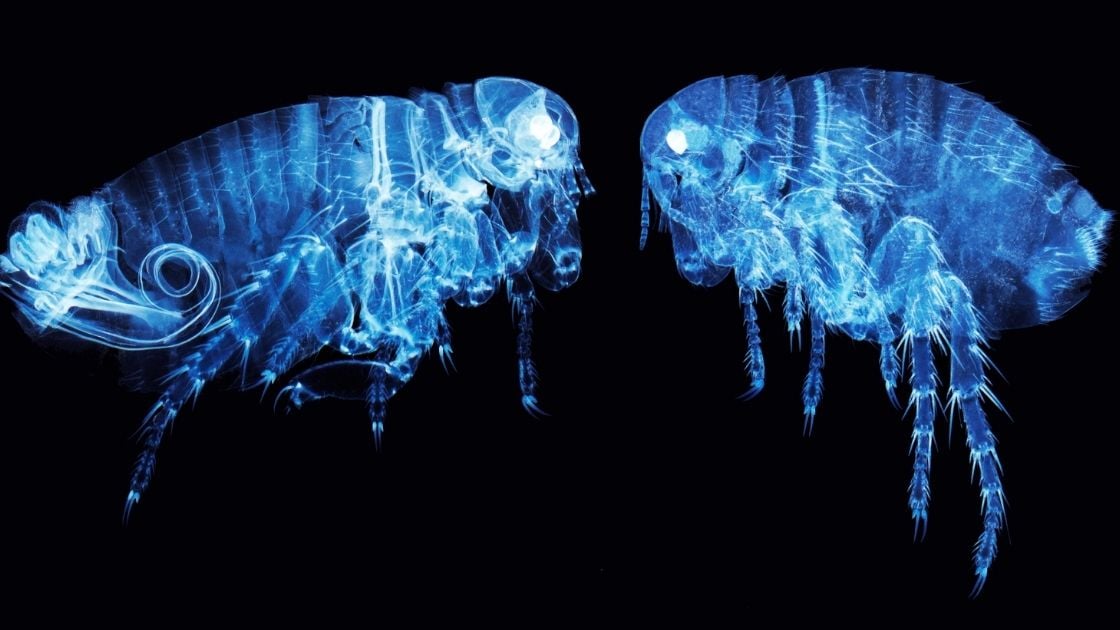 How To Get Rid Of Fleas In Carpet