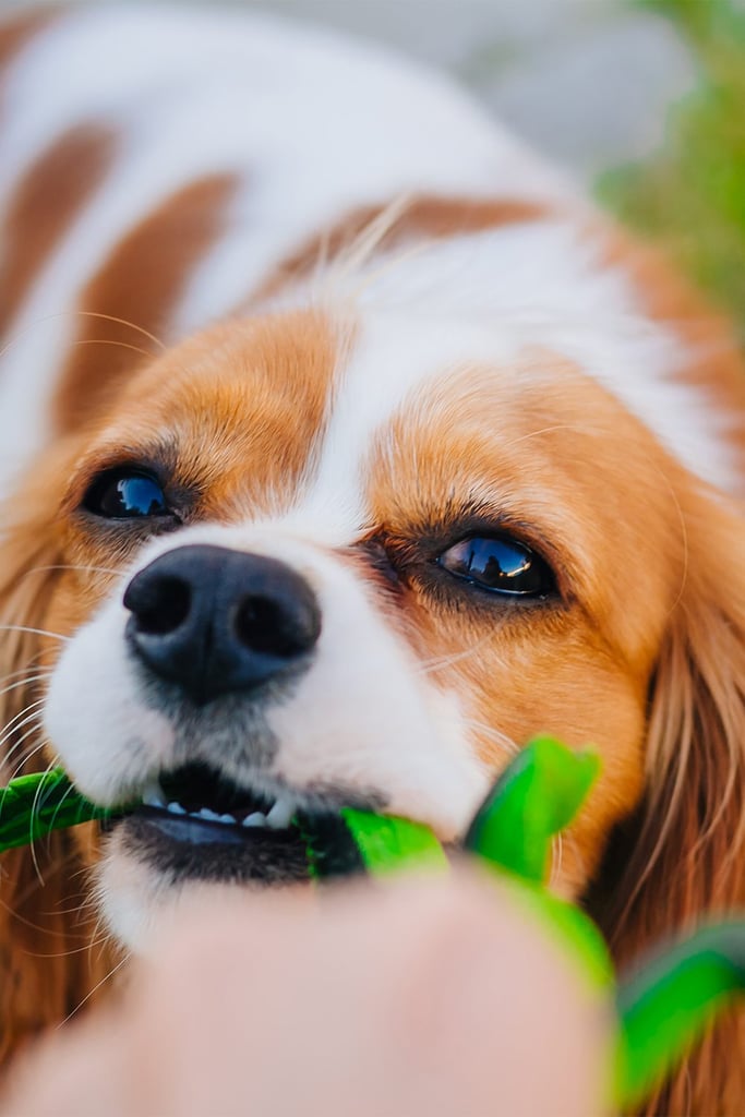 Cavalier King Charles Spaniel Colors
