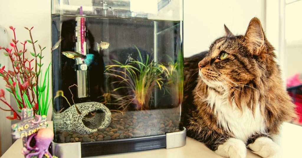 Which is the best material for your aquarium