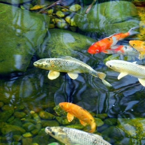 Koi Ponds High Maintenance or Worth the Effort