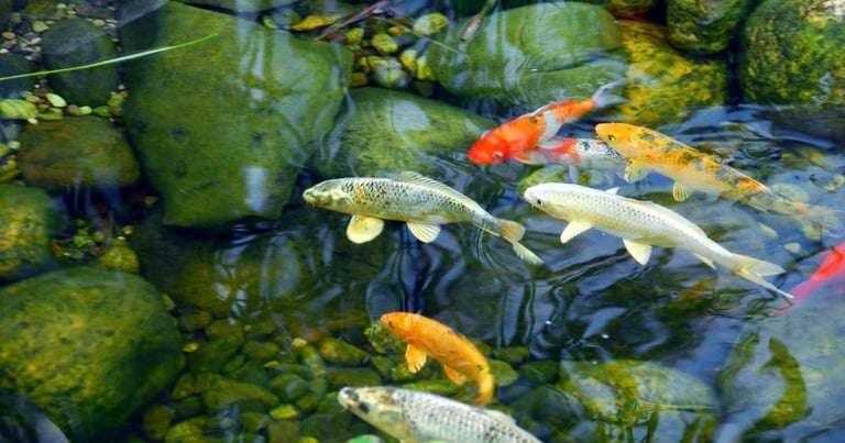 Koi Ponds High Maintenance or Worth the Effort
