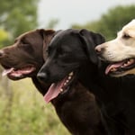 Labrador Retriever Breed Information