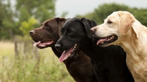 Labrador Retriever Breed Information