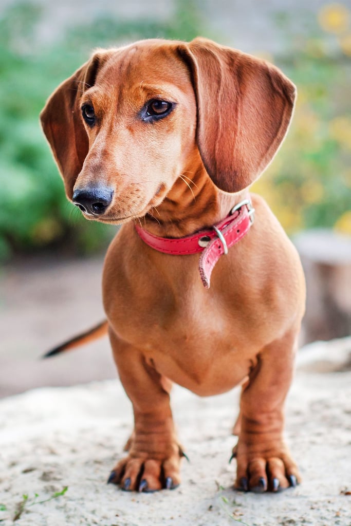 Dachshund Dog
