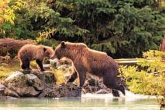 USA - Alaska – Haines