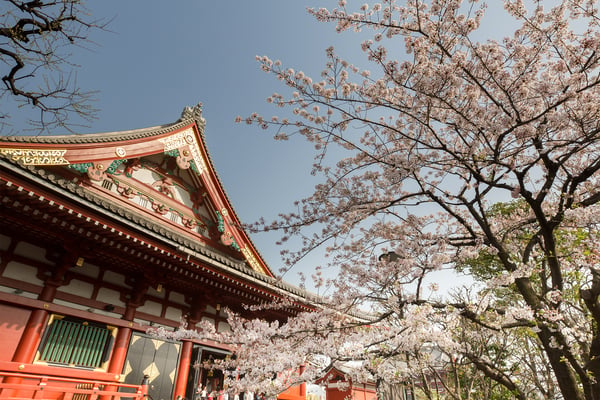 Oplev det bedste af Japan