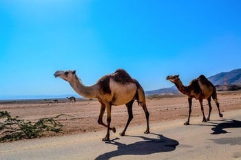 Oman - Salalah