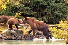 USA - Alaska – Haines