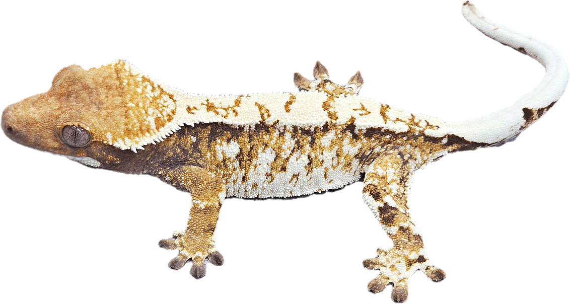 6146
