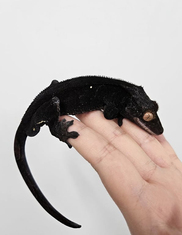 우버최3