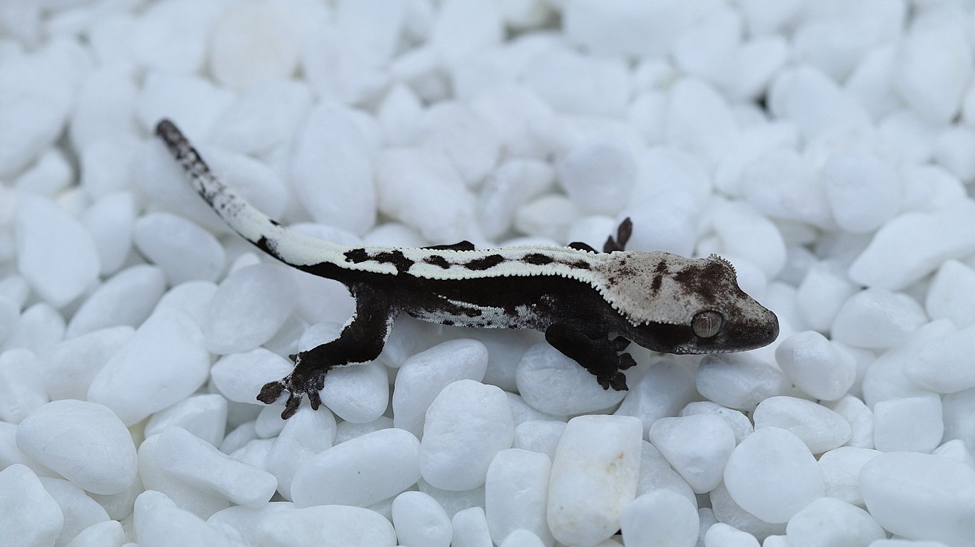 IMG_2194