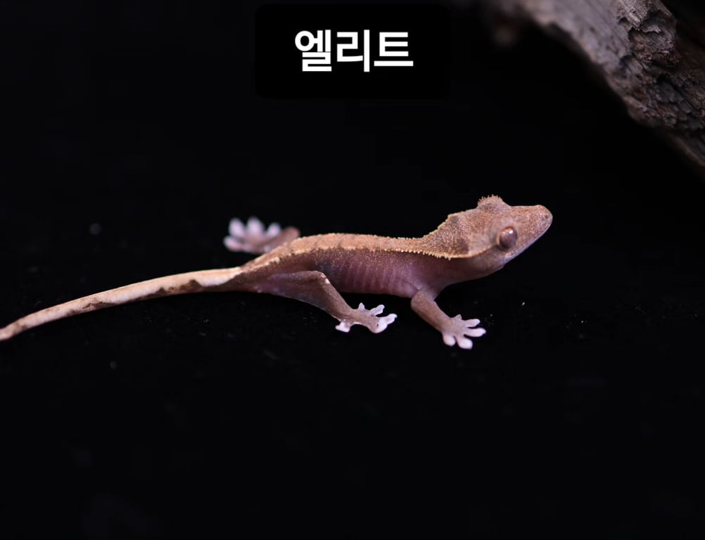 8240