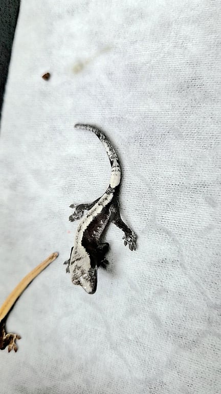 경매개체 아잔틱1
