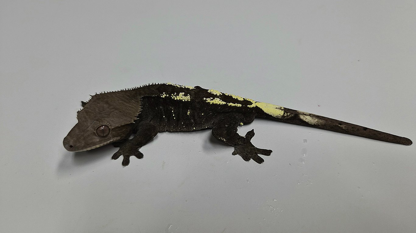 세잔틱