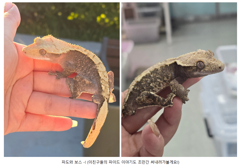 KakaoTalk_20260817_121038771
