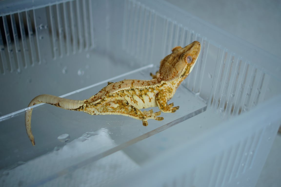 DSC01919