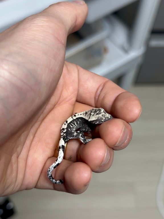 세아잔 룩말2