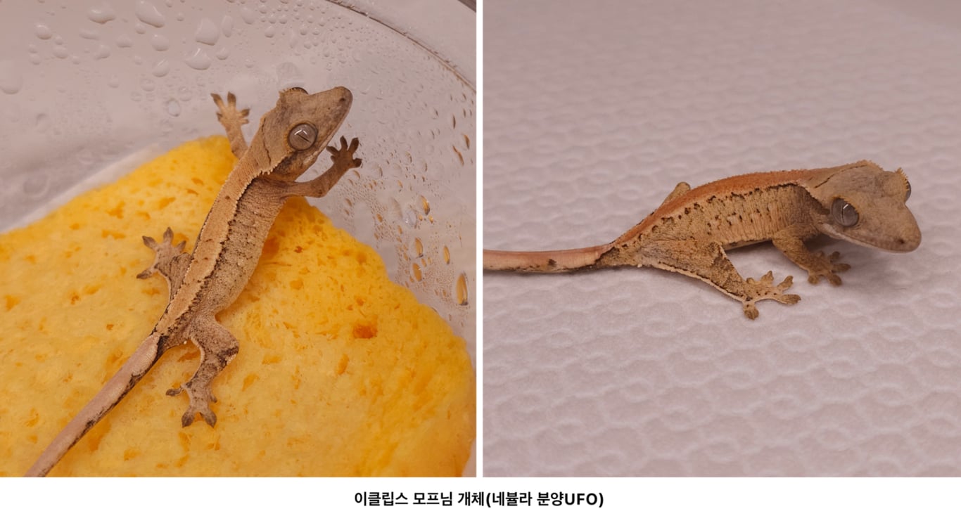 스크린샷 2026-09-28 오후 7.25.09