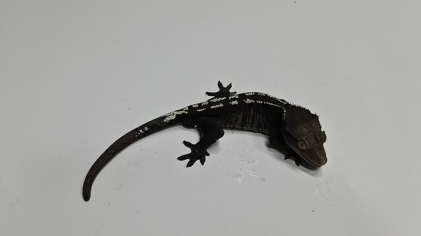 카잔틱