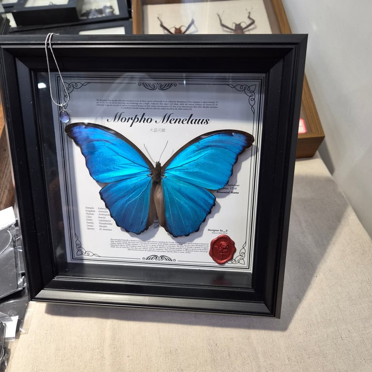 12066