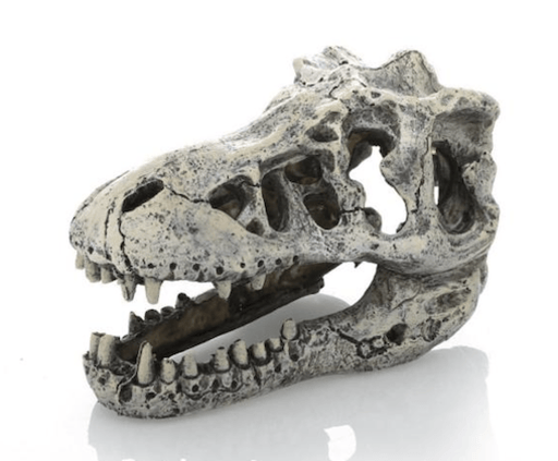 ‏דקורציה גולגולת דינוזאור 17/10 ס״מ