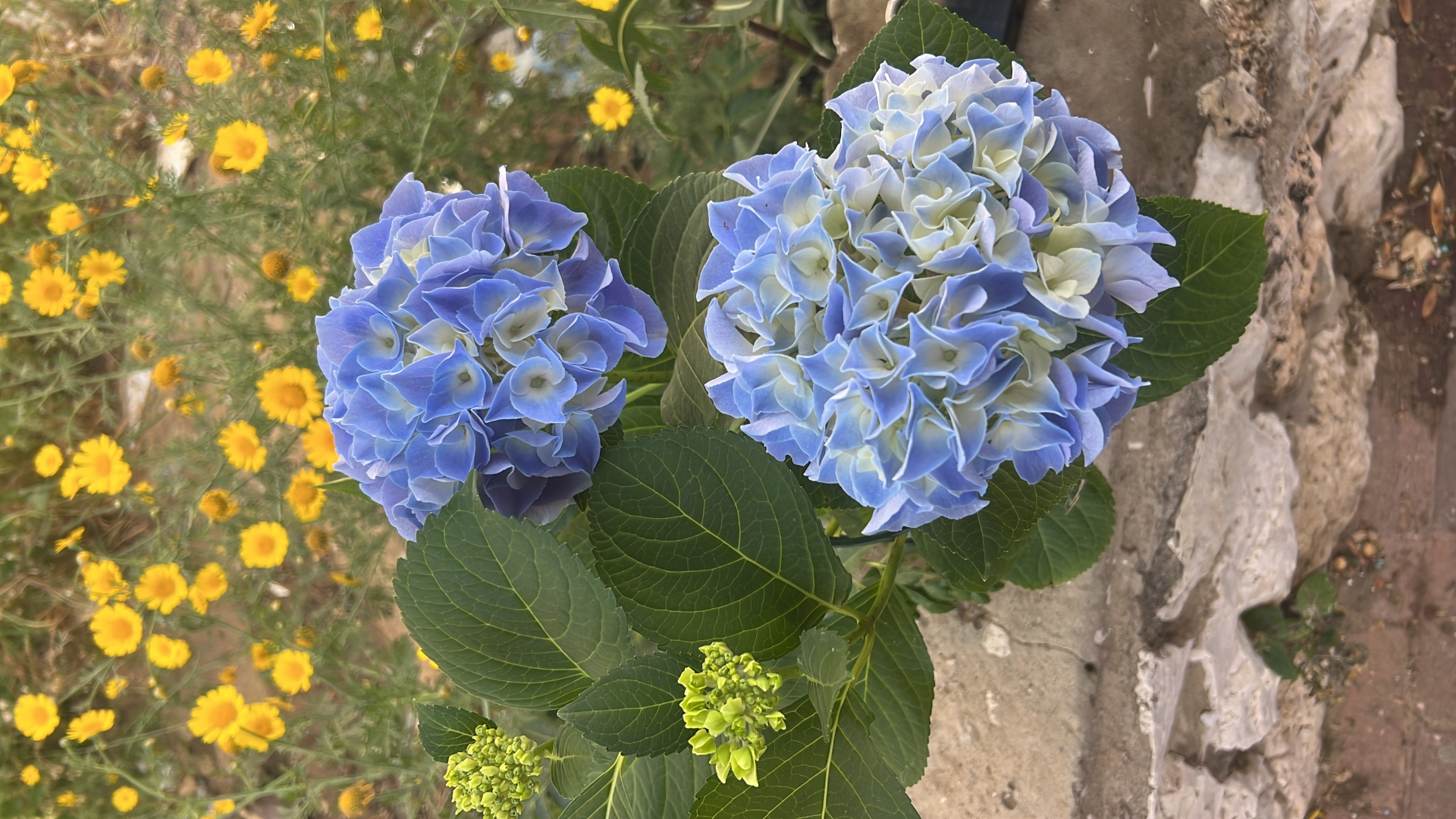 עציץ הורנטזיה