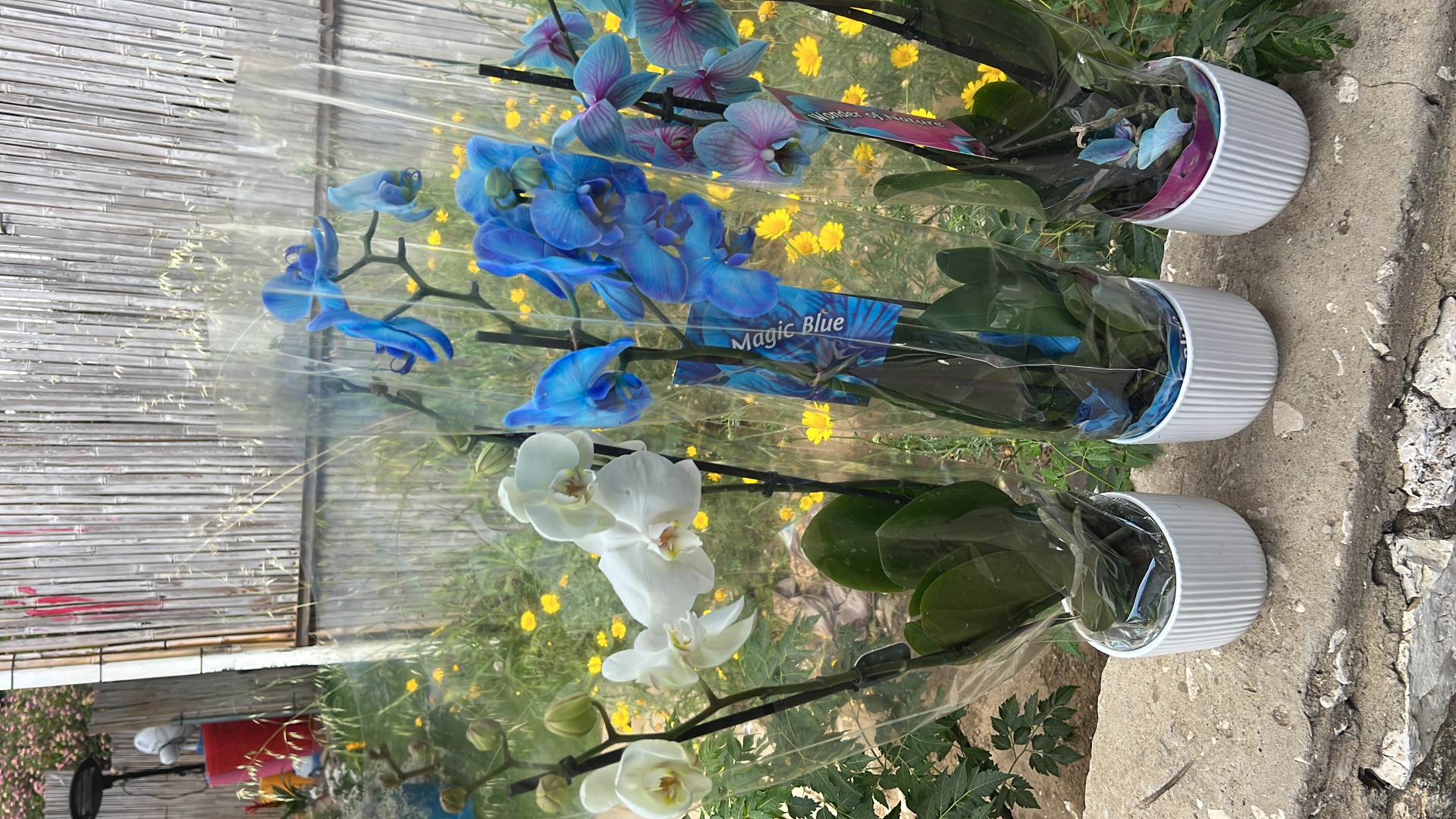 סחלבים 2 ענפים