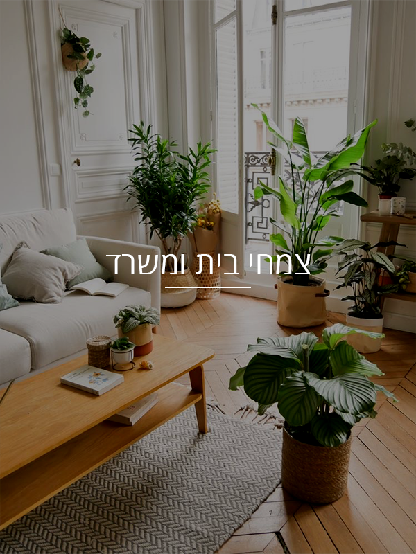 צמחי בית ומשרד
