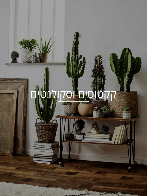 קקטוסים וסקולנטים