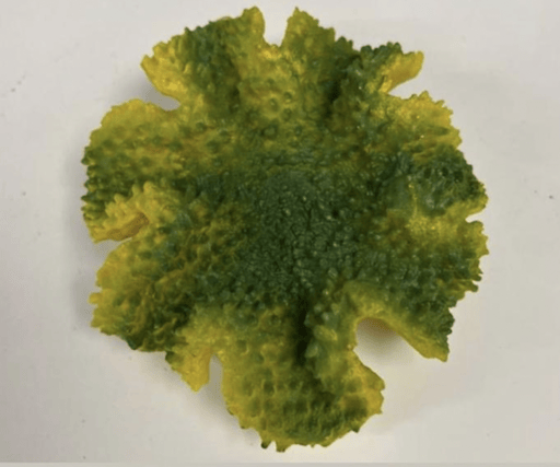 דקורציה אלמוג 15 ס״מ