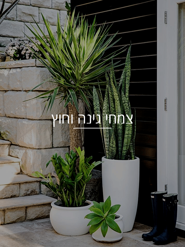 צמחי גינה וחוץ