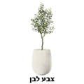 כד נקסוס כולל עץ זית