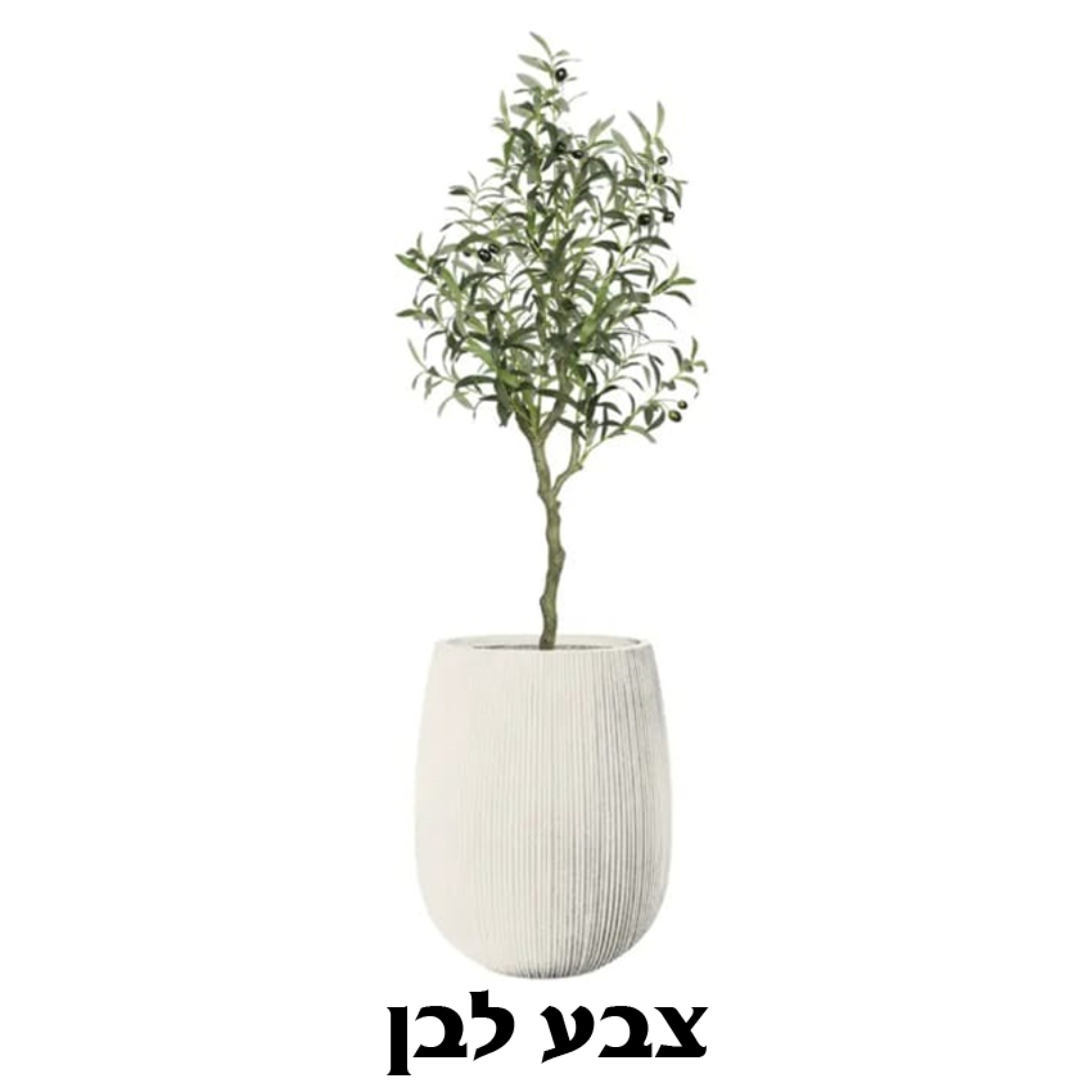 כד נקסוס כולל עץ זית
