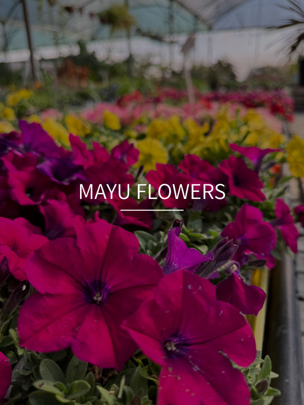Mayu Flowers
